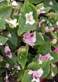 Tradescantia 'Blushing Bride'